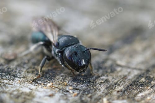 Preview: Closeup on a small black carpenter bee, Ceratina species with a typical white striped nose