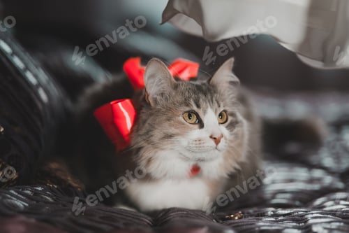 Vorschau: Eine schöne Hauskatze mit einer roten Schleife am Hals liegt auf dem Bett. Dunkles Foto. Eheringe.