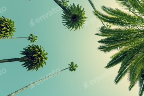 Preview: A perfect summer day and tall palms