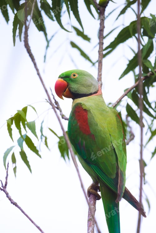 Preview: Adult Male Parrot Alexandrine Parakeet on a Tree Branch