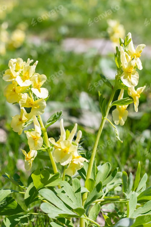 Preview: Corydalis yellow or CORYDALIS LUTEA in sunlight, outdoors. In Siberia Corydalis blooms in May.