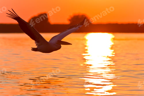 Preview: Pelican Flies Over Water at Golden Hour