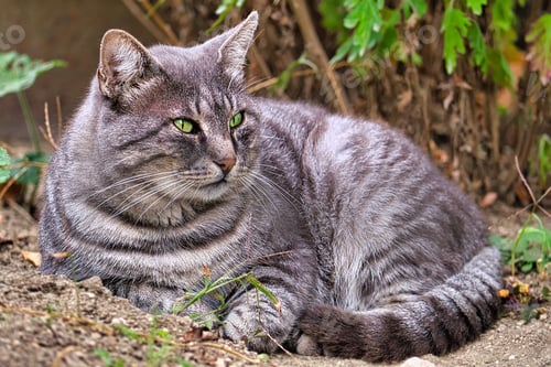 Preview: Grey striped country cat. Pet. Shooting in nature. Front view. Portret