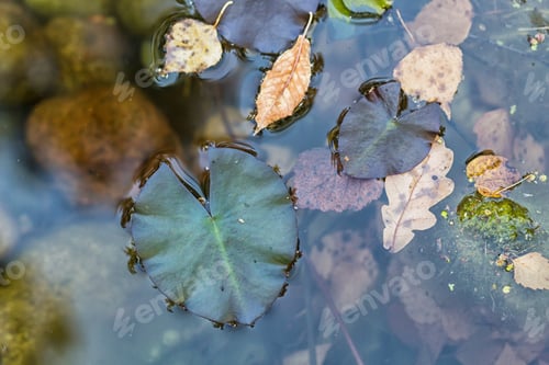 Preview: duckweed on the surface of the water