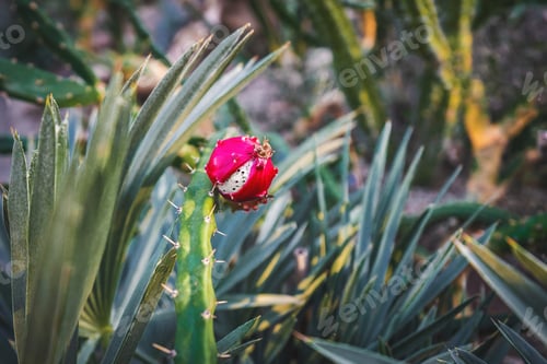 Preview: Dragon Fruit Blooming Among Lush Greenery