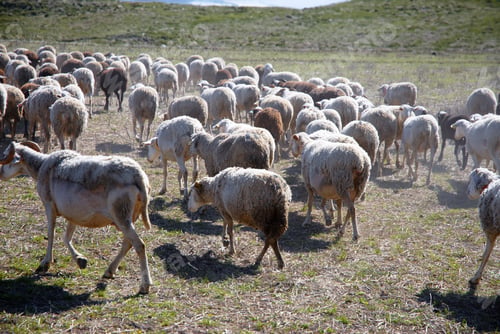 Preview: herd of sheeps