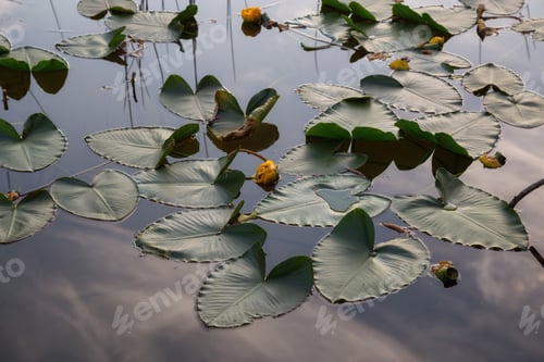 Preview: Leafs and Flowers on a calm lake with the reflection of the sky