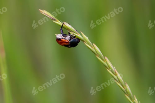 Preview: Cockchafer or May bug