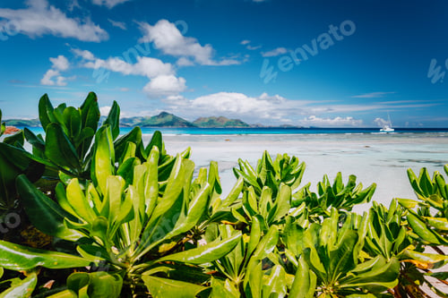 Preview: Tropical plants at famous Anse Source d'Argent beach on island La Digue in Seychelles. Praslin