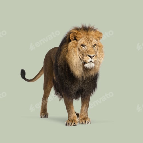 Preview: Studio shot of a majestic male adult lion standing against a seamless green background