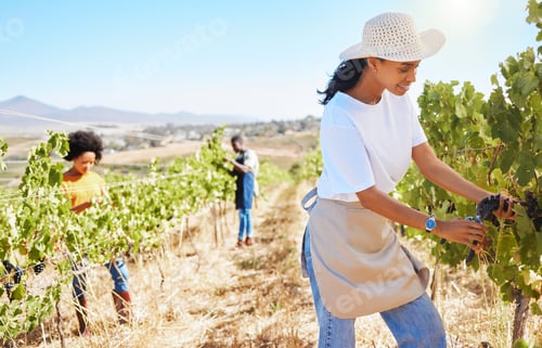 Preview: Vineyard worker pruning grapes on sustainability farm, fruit field and orchard for agriculture, win