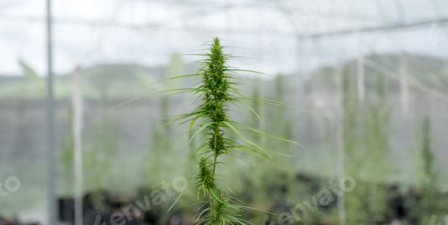 Preview: Green Hemp marijuana or cannabis leaves in the hydroponic water drop system garden farm, Herbs f