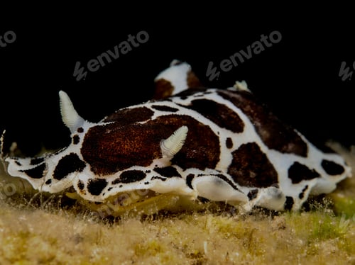Preview: Cow-patterned nudibranch from Greece