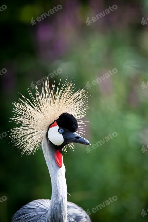 Preview: Close-up of a Grey Crowned Crane (Balearica regulorum)