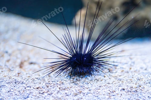 Preview: Porcupine Sea Urchin (Diadema setosum)