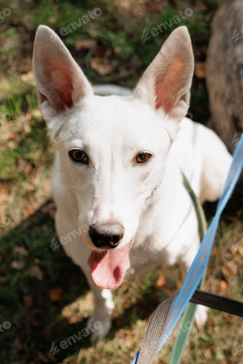 Preview: top view of white dog sitting on grass. walking with pet on sunny day
