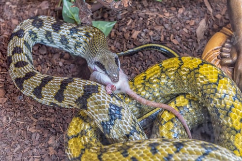 Preview: Taiwan Beauty Snake in captivity eating a mouse