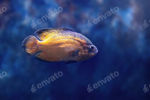 Preview: Copper Oscar (Astronotus ocellatus) - Freshwater Fish