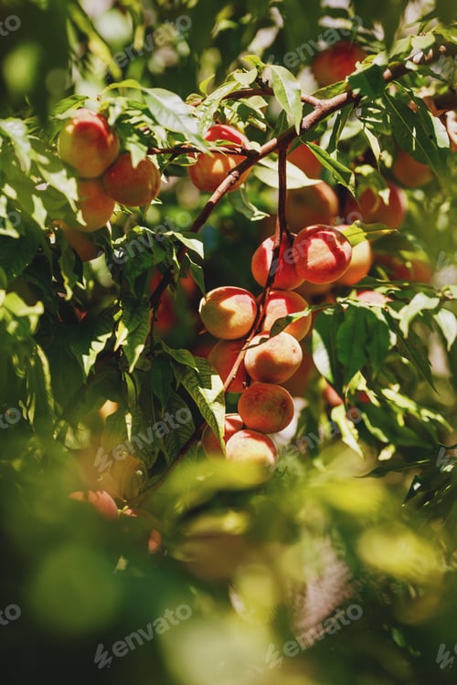 Preview: garden