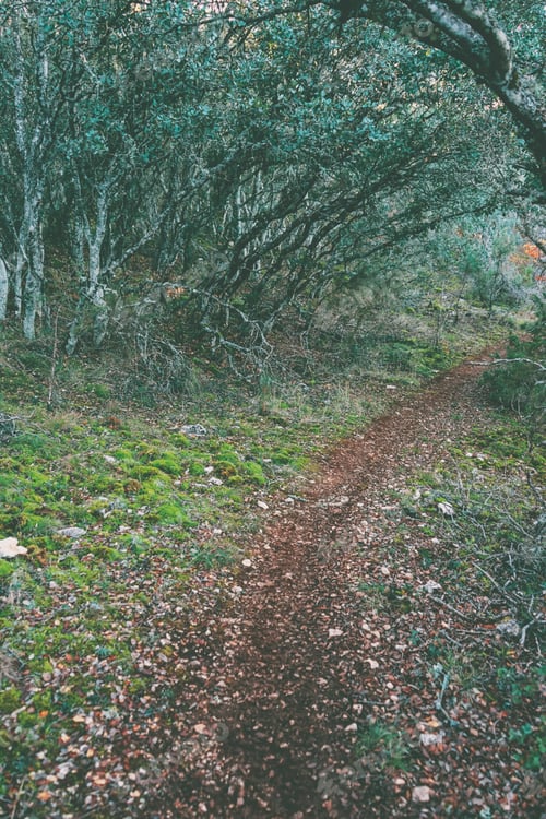 Preview: Wicked image of an old decidious trees forest