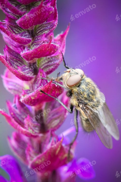 Preview: Macro shot of a bee on a vibrant purple flower