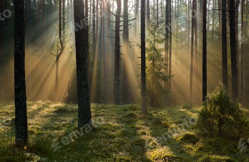 Preview: Beautiful shot of a forest during the day in autumn