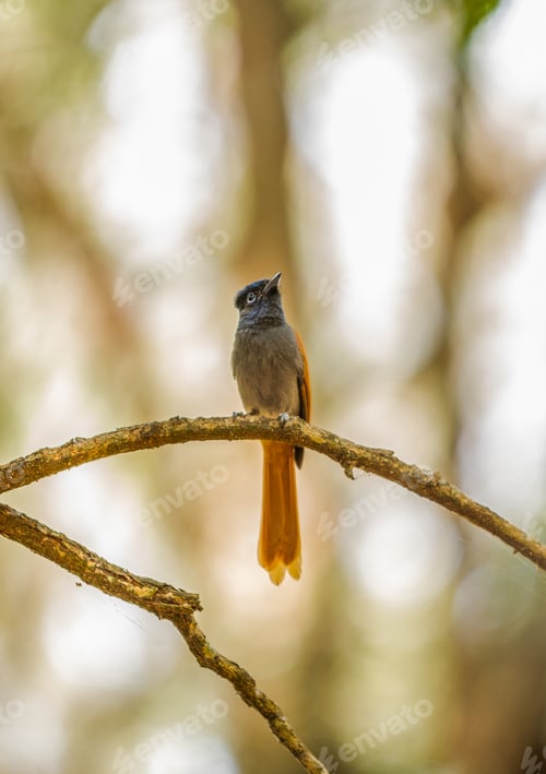 Vorschau: Vogel auf Zweig