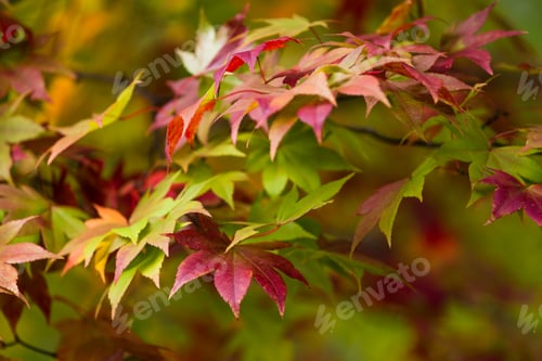 Preview: Change color of maple leave