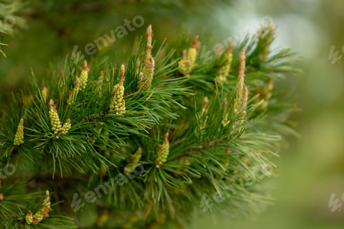 Preview: Vibrant New Growth on Pine Branch in Spring