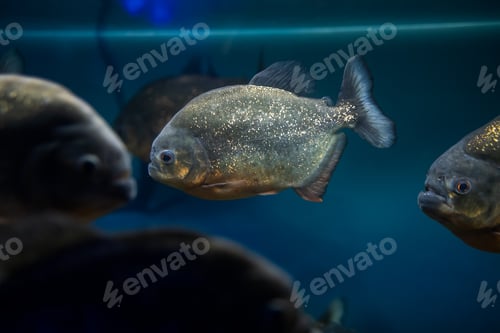 Preview: aquarium with exotic fish with piranhas