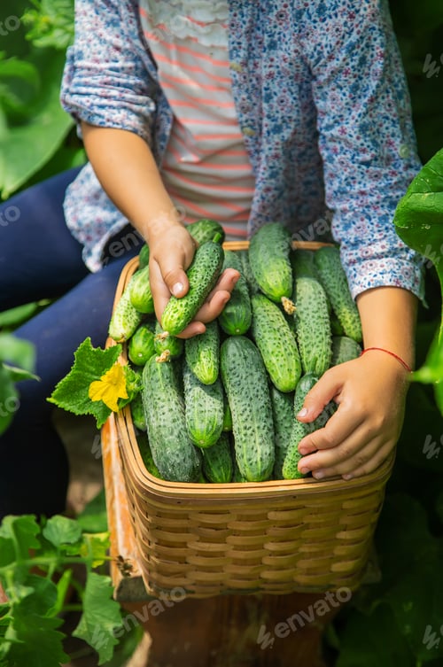 Preview: The child is harvesting cucumbers. Selective focus.