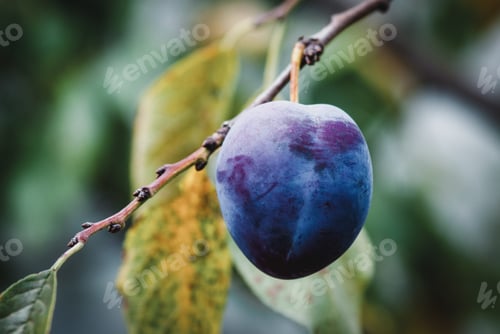 Preview: Single plum on the branch in the garden, copy space