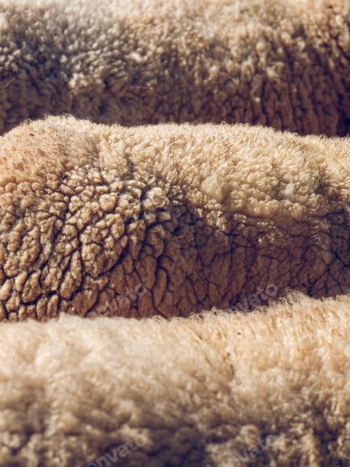 Preview: Fluffy sheep in sunny day
