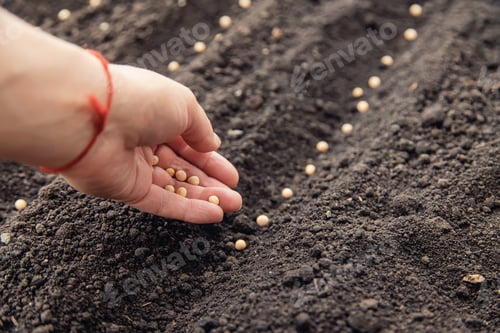 Preview: Sow the seeds in the garden into the soil. Selective focus.