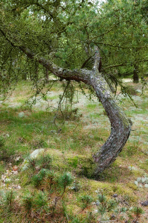 Preview: Trees and forests of all types and seasons