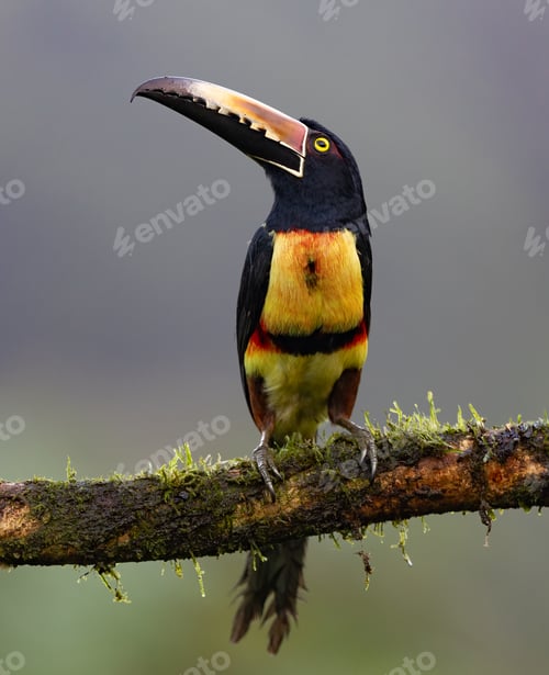Preview: Toucan in Costa Rica