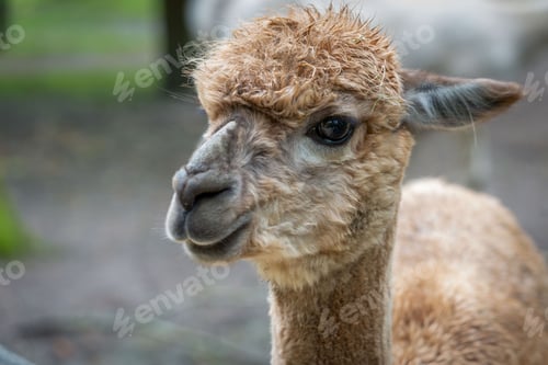 Preview: Closeup of a brown Alpaca