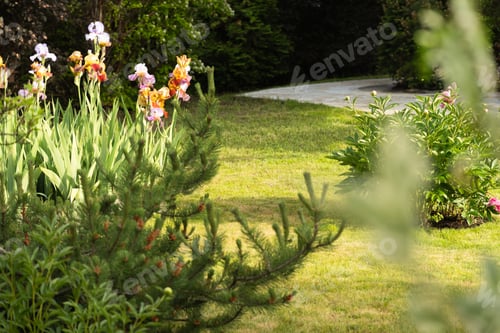 Preview: Vibrant garden flowerbed scene with blooming Iris flowers. Summer. Outdoors. Backyard.