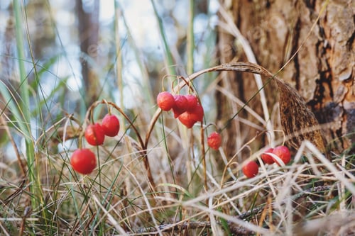 Preview: Convallaria majalis berries in the forest, lily of the valley fruit in autumn