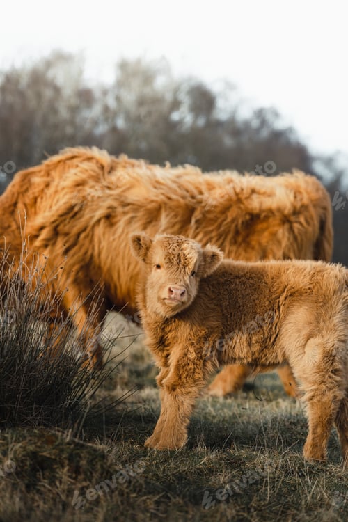 Preview: Scottish Higlander Calf Cattle and mother on a field ecological farm