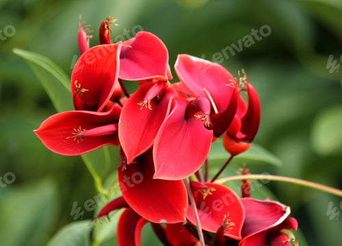 Preview: Red tropical wildflowers