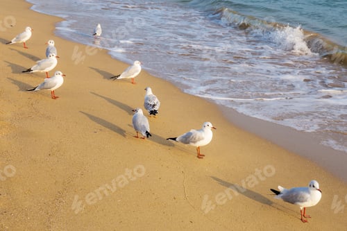Preview: Seagull on the beach