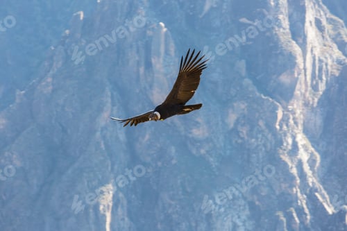 Preview: Condor