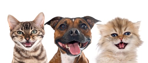 Preview: stafforshire bull terrier, bengal cat and persian kitten