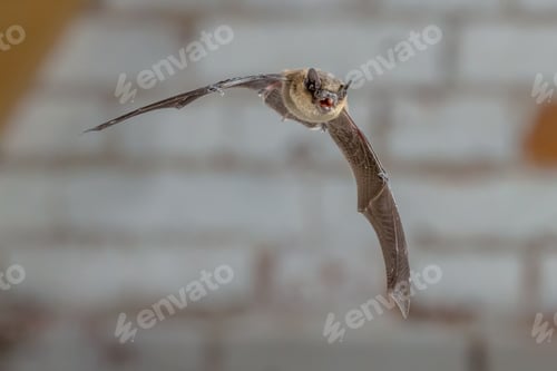 Preview: Flying Pipistrelle bat against white brick wall
