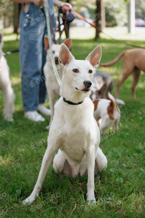 Preview: white dog walks in park on green lawn. happy pet