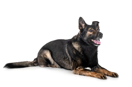 Preview: young german shepherd