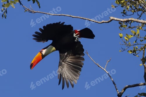 Preview: Low angle of a Toco toucan, Ramphastos toco captured flying against the blue sky