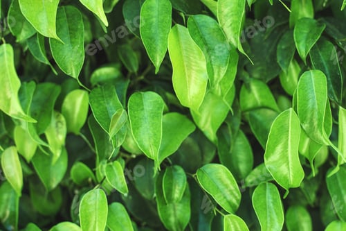 Preview: a fresh green foliage background. natural leaves pattern