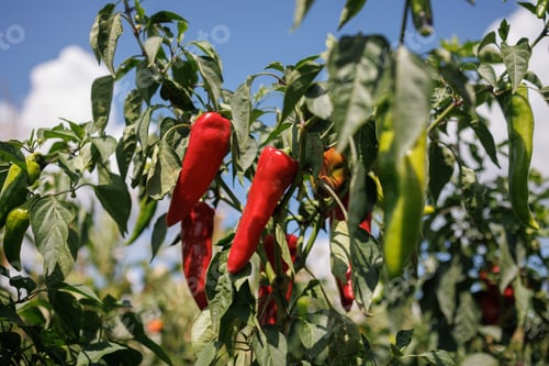 Preview: ripe red chili pepper in the garden on the farm, growing pepper, harvest